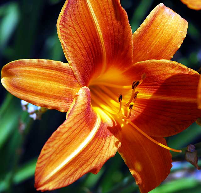 Tiger Lily (Lilium columbianum)