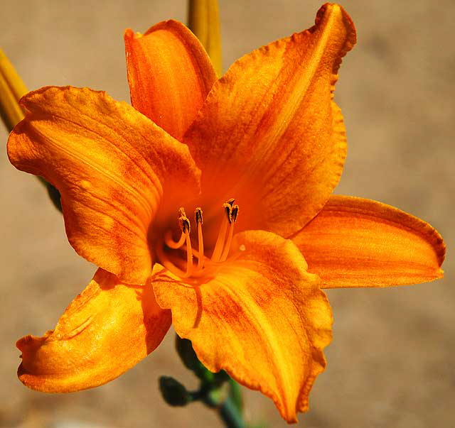 Tiger Lily (Lilium columbianum)