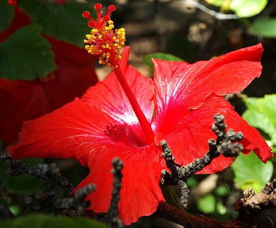 Boring - in the Mildred E. Mathias Botanical Garden on the UCLA campus, just your common hibiscus in the noon sun on the last day of June