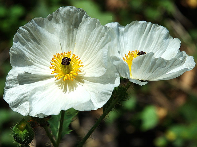 Hibisus calyphyllus