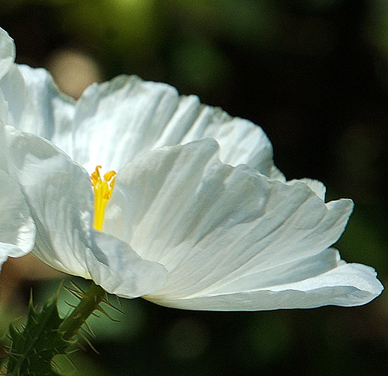 Hibisus calyphyllus