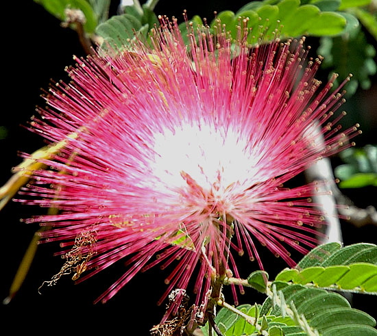 The botanical equivalent of fireworks