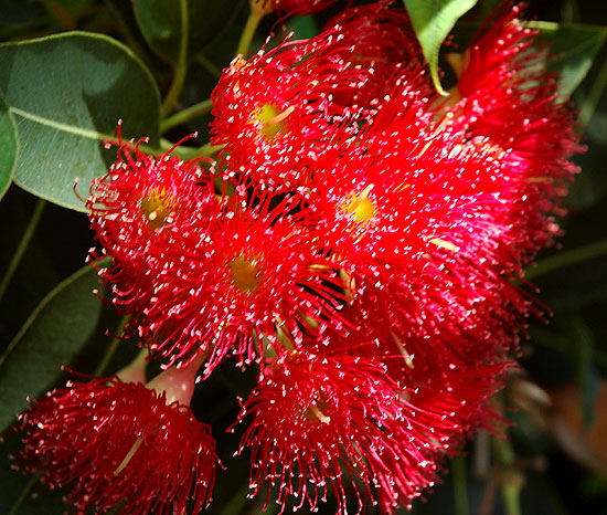 The botanical equivalent of fireworks