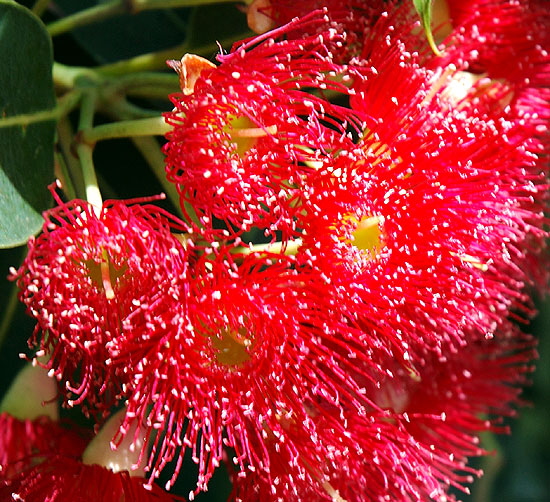 The botanical equivalent of fireworks