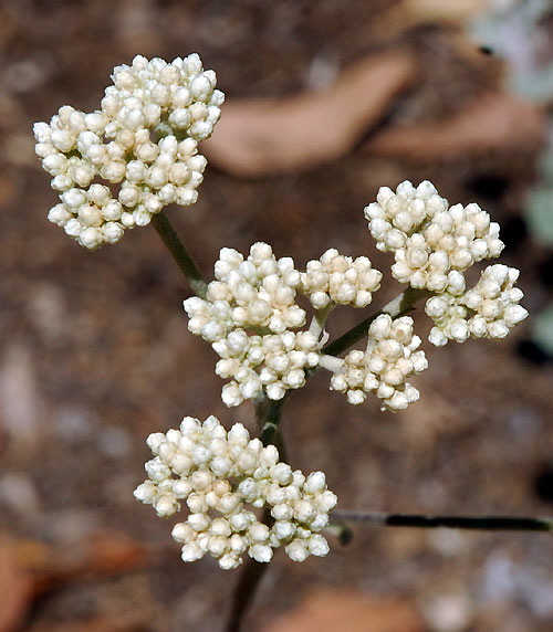 The botanical equivalent of fireworks