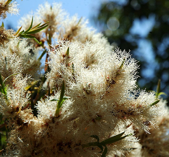 The botanical equivalent of fireworks