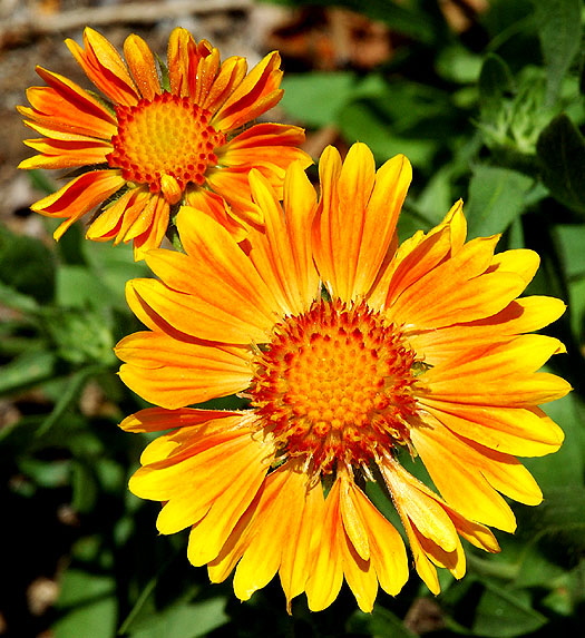 Yellow burst blooms