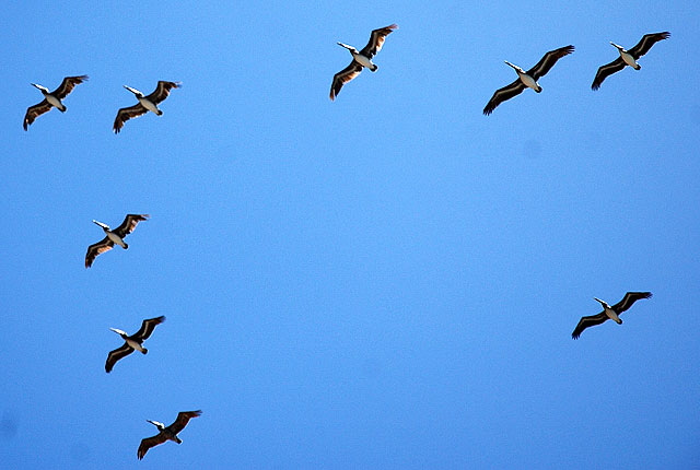 Pelicans in flight, San Pedro, California