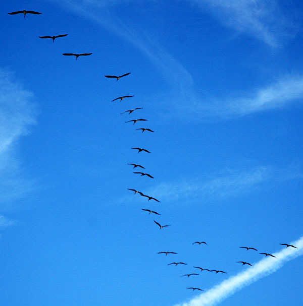 Pelicans in flight, San Pedro, California