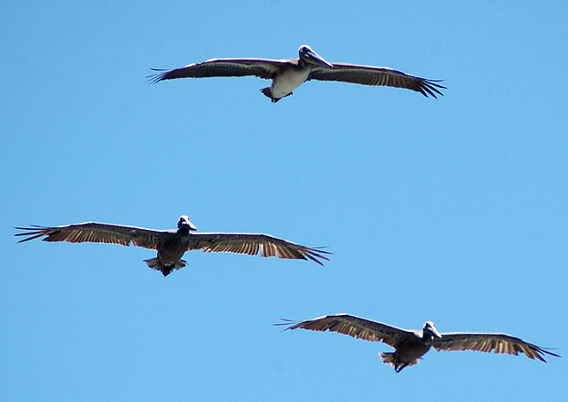 Pelicans in flight, San Pedro, California