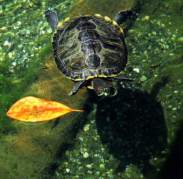 Swimming Turtle with Leaf