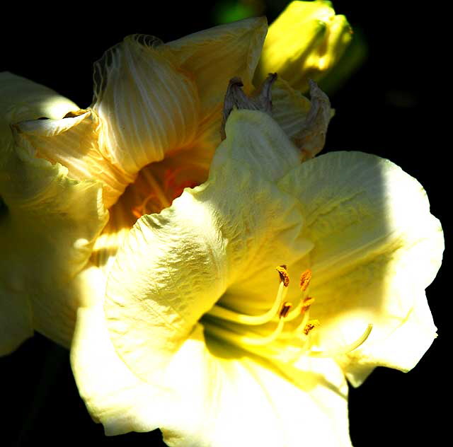 Day Lily - full sun, deep shadows