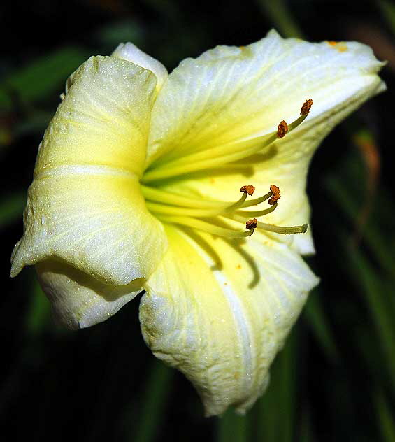 Day Lily - full sun, deep shadows