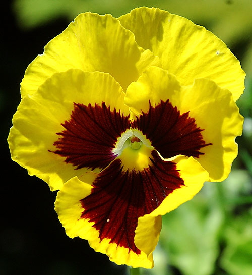 Botanical "face," curbside in West Hollywood, on San Vicente at Ashcroft 