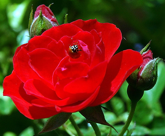 Red rose with ladybug (Coccinella septempunctata) -
