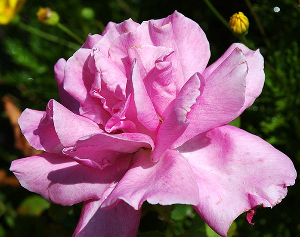 Lavender rose, curbside in West Hollywood, on San Vicente at Ashcroft 