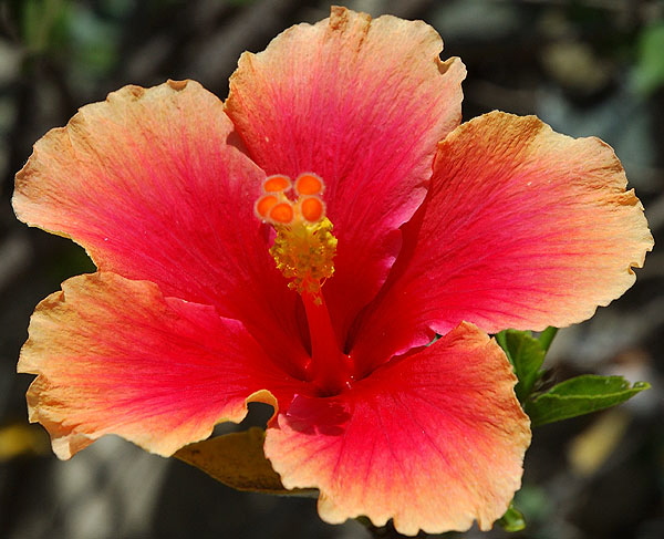 July hibiscus, south of Wilshire Boulevard, Los Angeles