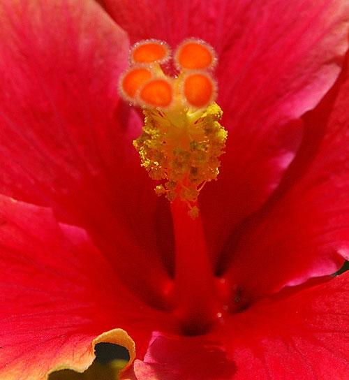 July hibiscus, south of Wilshire Boulevard, Los Angeles