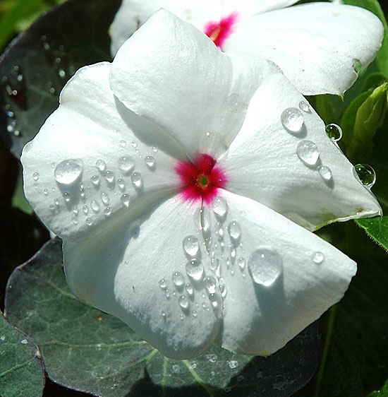 Wet bloom, curbside in West Hollywood, on San Vicente at Ashcroft 