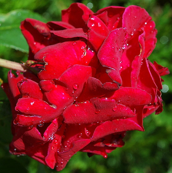 Wet red rose, blown, curbside in West Hollywood, on San Vicente at Ashcroft 