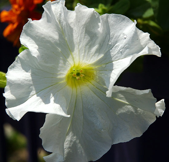 Wet bloom, curbside in West Hollywood, on San Vicente at Ashcroft 