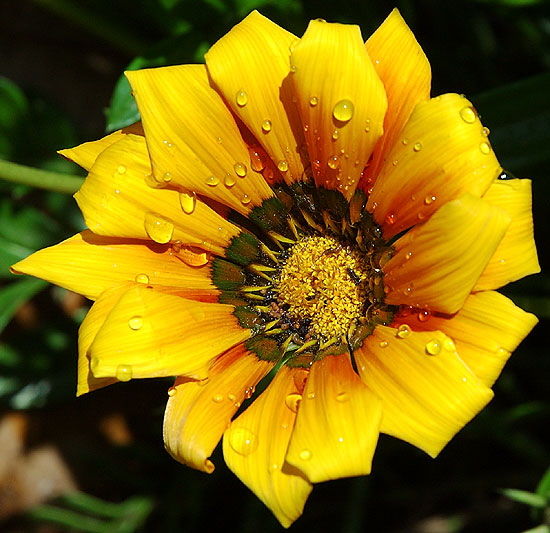 Wet bloom, curbside in West Hollywood, on San Vicente at Ashcroft 