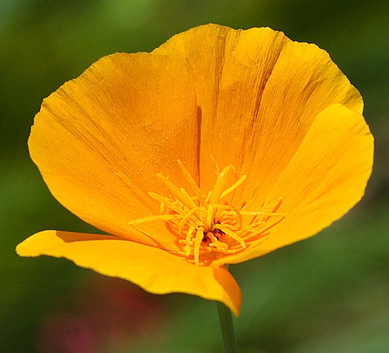 Yellow buttercup, curbside in West Hollywood, on San Vicente at Ashcroft 
