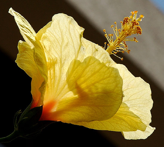 July hibiscus, south of Wilshire Boulevard, Los Angeles