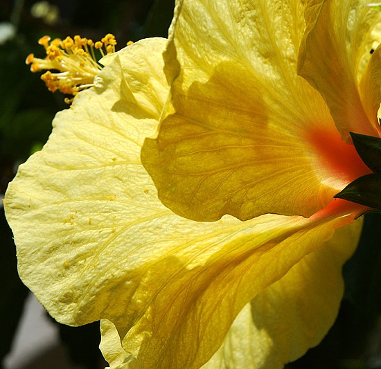 July hibiscus, south of Wilshire Boulevard, Los Angeles