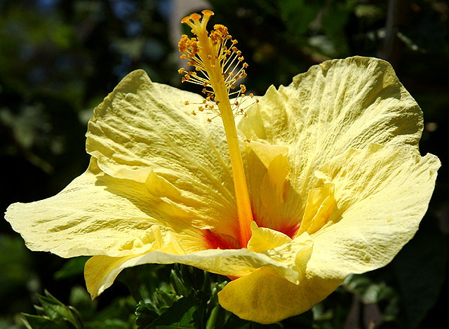 July hibiscus, south of Wilshire Boulevard, Los Angeles