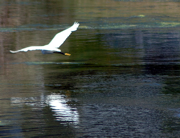 Egret at the lagoon in Playa del Rey, California