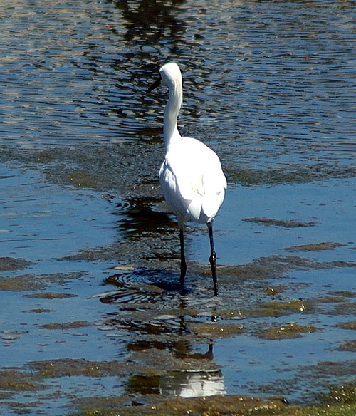 Egret at the lagoon in Playa del Rey, California