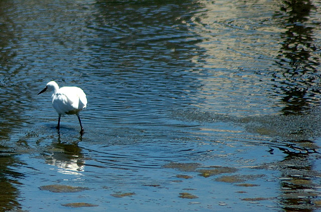 Egret at the lagoon in Playa del Rey, California