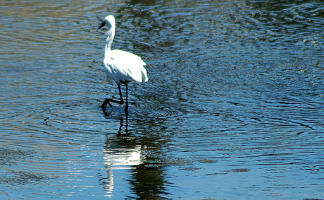 Egret at the lagoon in Playa del Rey, California