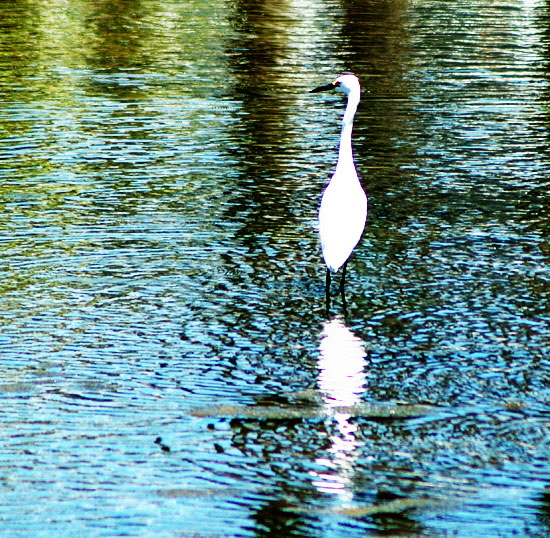 Egret at the lagoon in Playa del Rey, California