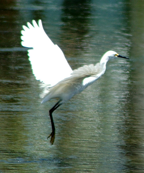 Egret at the lagoon in Playa del Rey, California