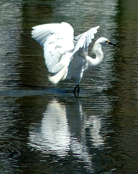 Egret at the lagoon in Playa del Rey, California