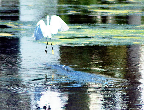 Egret at the lagoon in Playa del Rey, California