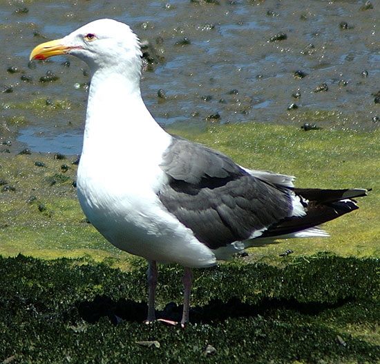 Gull