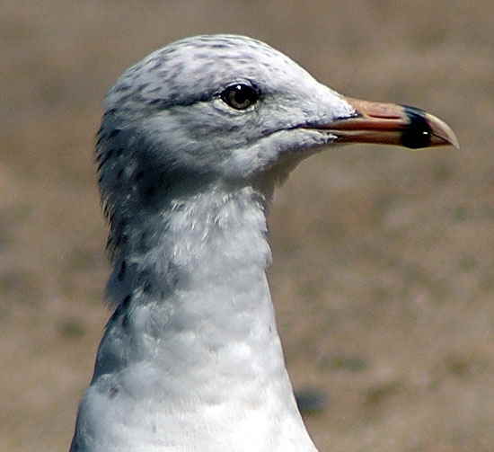 Gull, detail