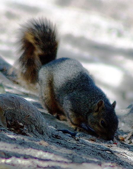 Ground Squirrel 