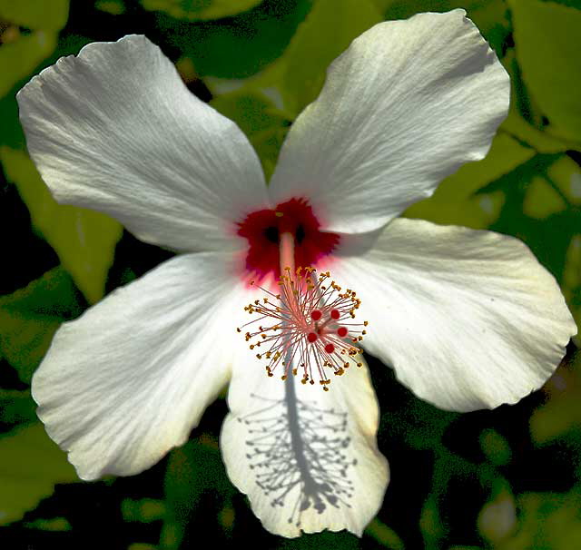 Hawaiian hibiscus - Hibiscus arnottianus