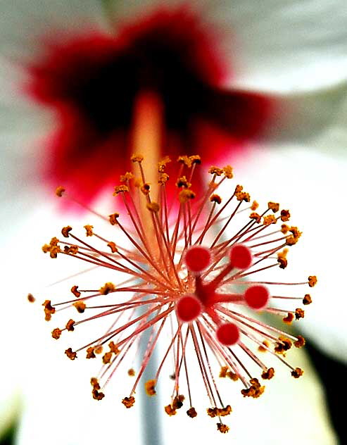 Hawaiian hibiscus - Hibiscus arnottianus