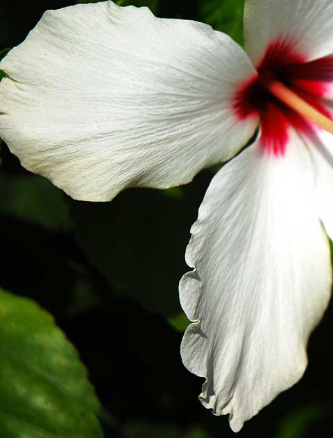 Hawaiian hibiscus - Hibiscus arnottianus