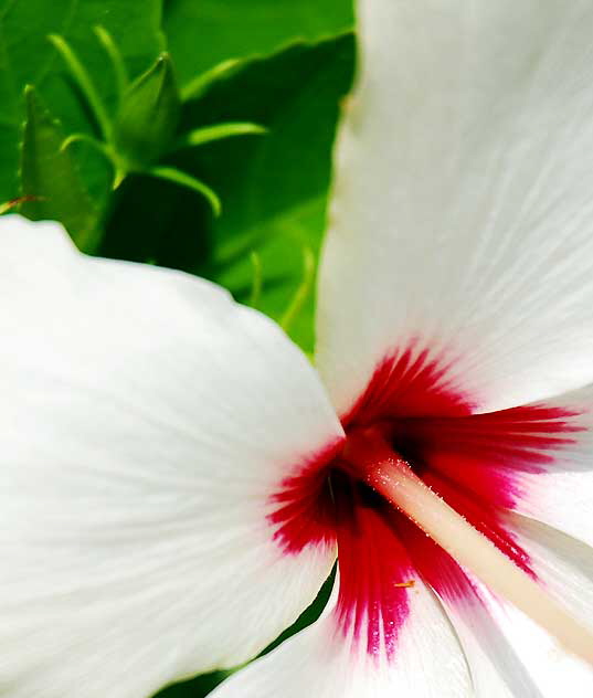 Hawaiian hibiscus - Hibiscus arnottianus