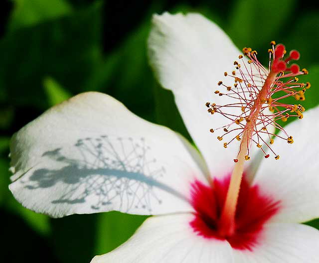 Hawaiian hibiscus - Hibiscus arnottianus