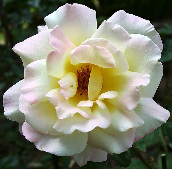 Rose, close-up, North Roxbury Drive, Beverly Hills