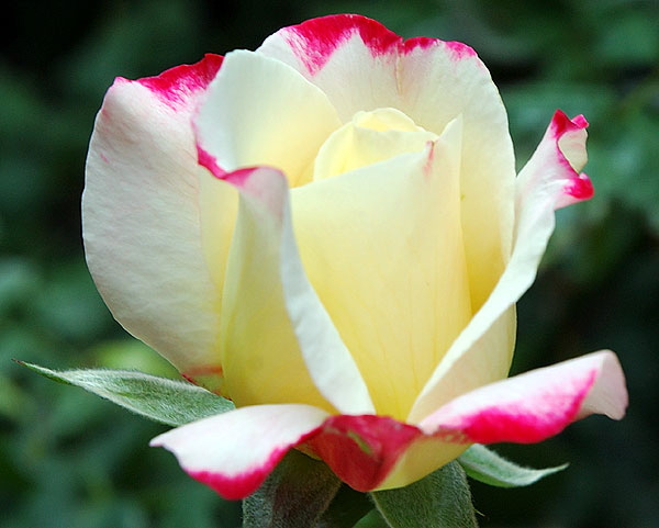 Rose, close-up, North Roxbury Drive, Beverly Hills