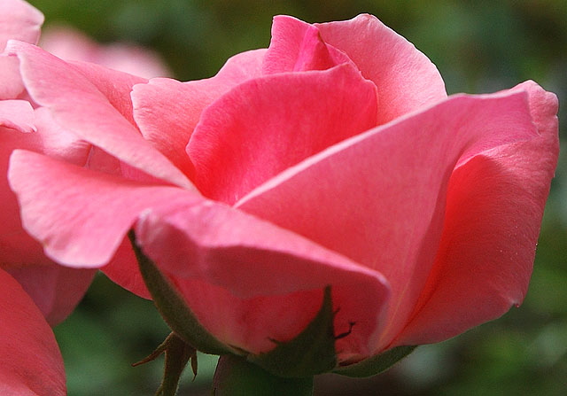 Rose, close-up, North Roxbury Drive, Beverly Hills