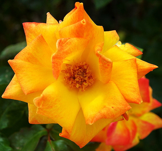 Rose, close-up, North Roxbury Drive, Beverly Hills